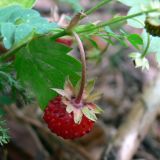 Fragaria vesca. Плод. Свердловская обл., Североуральский городской округ, окр. пос. Крутой Лог, бывшая дер. Высотинка, опушка сосново-елового леса. 29.07.2017.