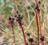 Luzula multiflora подвид sibirica. Верхушка растения с соплодиями. Коми, Интинский р-н, Приполярный Урал, хр. Малдынырд, левый борт руч. Алькесвож. 04.08.2017.