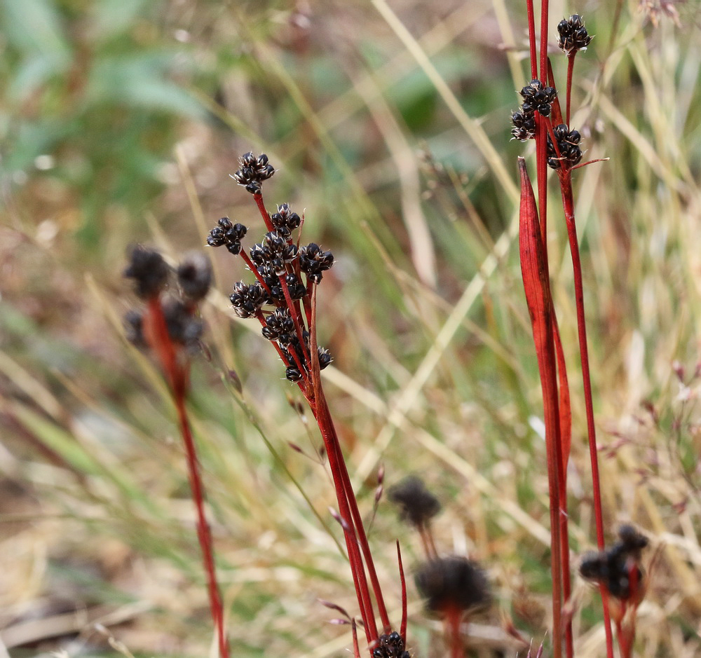 Image of Luzula multiflora ssp. sibirica specimen.