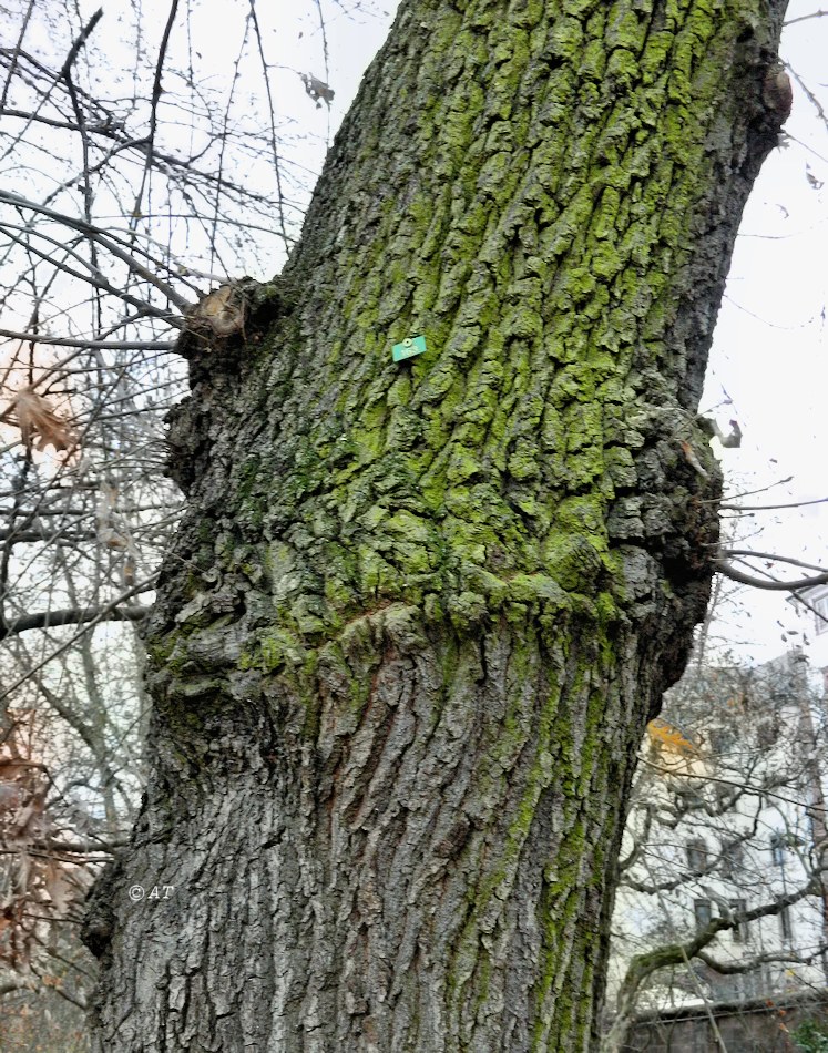 Изображение особи род Quercus.