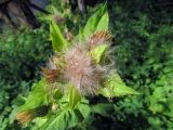 Cirsium oleraceum. Верхушка плодоносящего растения. Беларусь, Гродненская обл., Новогрудский р-н, Ладеникский сельсовет, дер. Городечно, левый берег р. Валовка, черноольшаник крапиво-бодяковый. 19.08.2015.