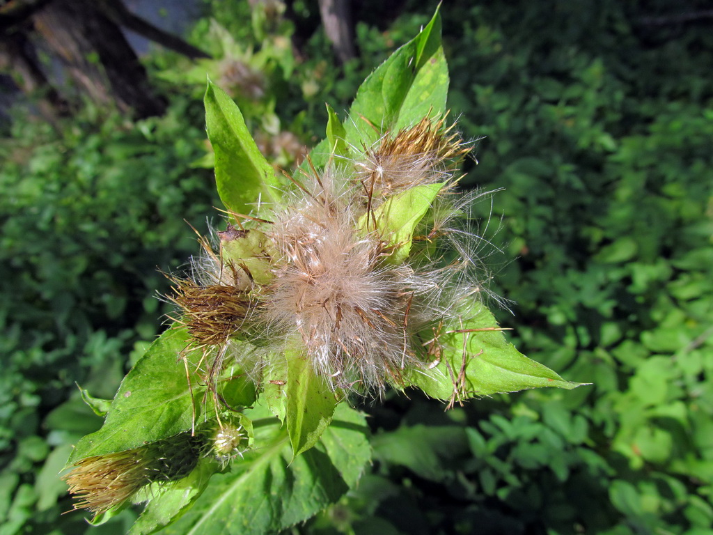 Image of Cirsium oleraceum specimen.