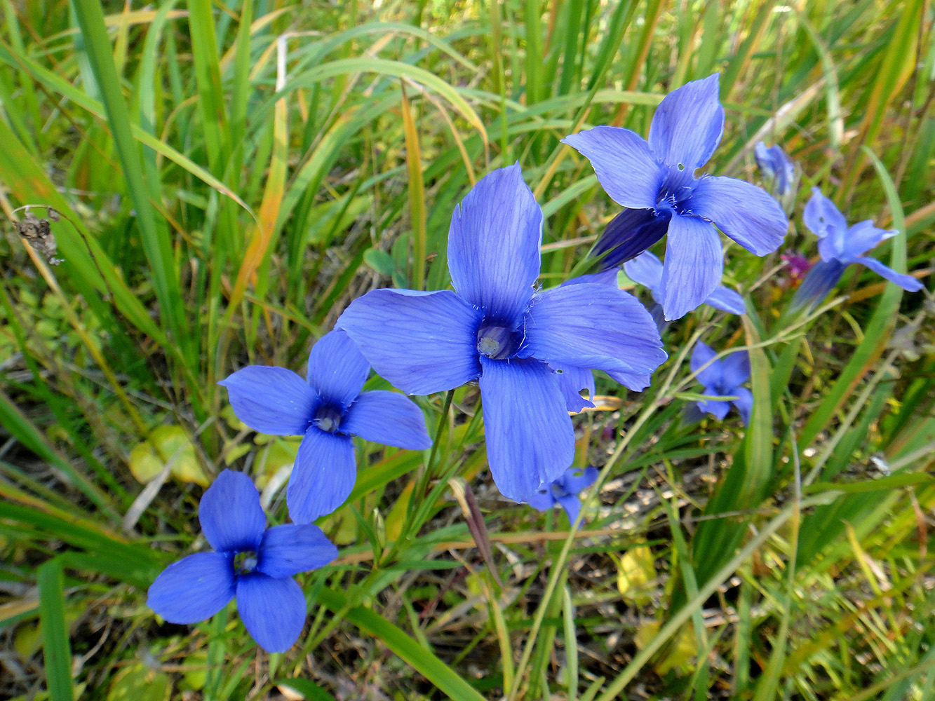 Image of Gentianopsis barbata specimen.