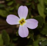 Malcolmia crenulata