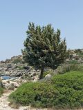 Juniperus oxycedrus subspecies macrocarpa. Взрослое дерево с шишкоягодами. Греция, о-в Крит, ном Ханья (Νομός Χανίων), дим Киссамос (Κίσσαμος), прибрежная фригана. 25 июня 2017 г.