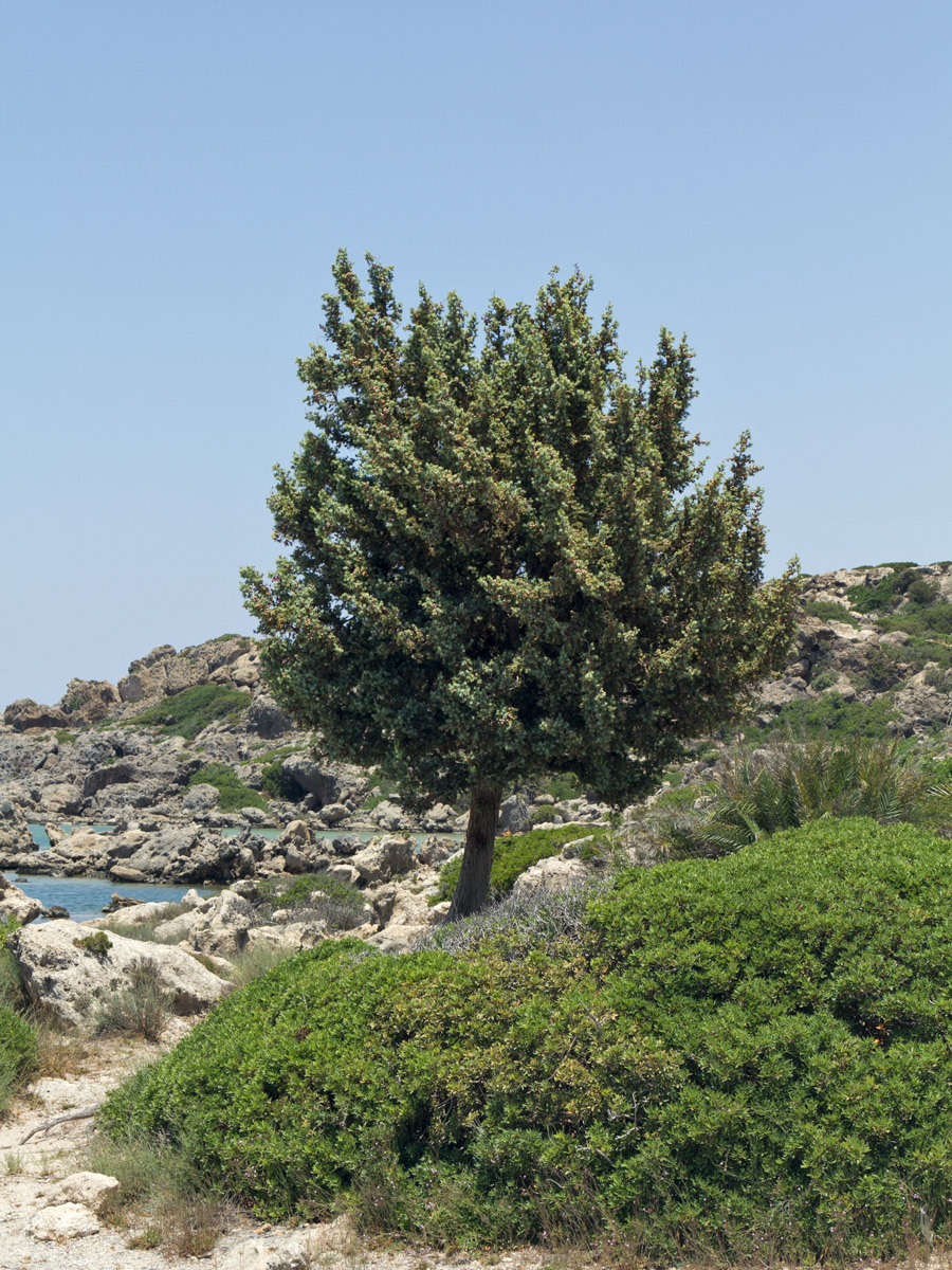 Image of Juniperus oxycedrus ssp. macrocarpa specimen.