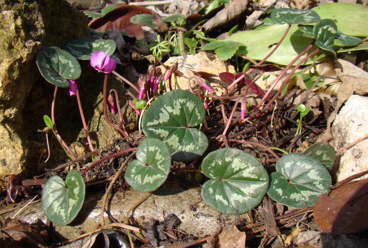 Image of Cyclamen coum specimen.