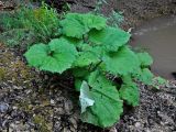 Petasites albus