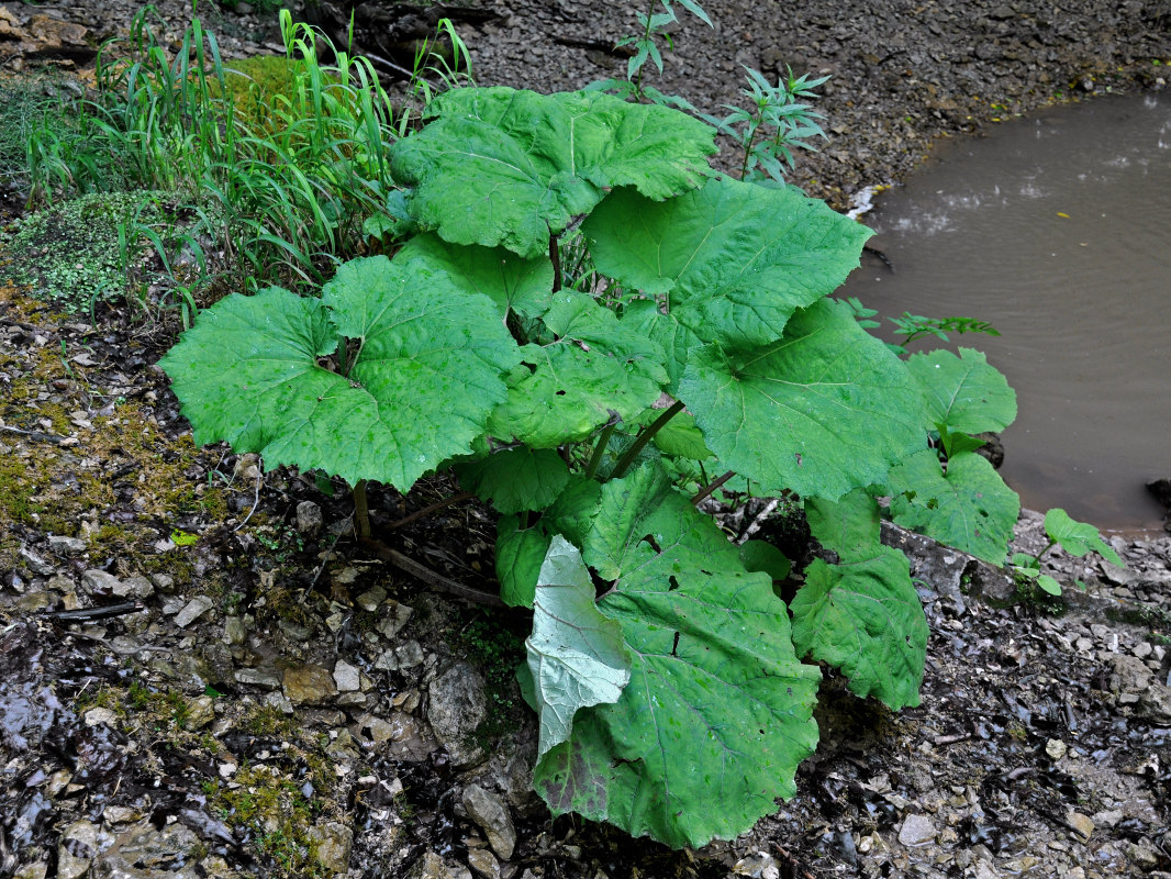 Изображение особи Petasites albus.