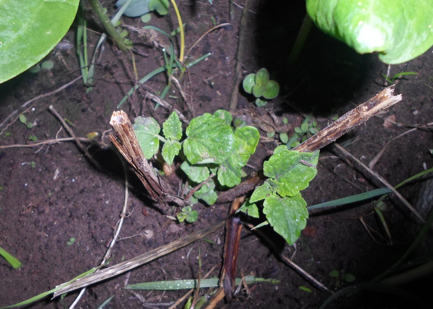 Image of Agastache rugosa specimen.