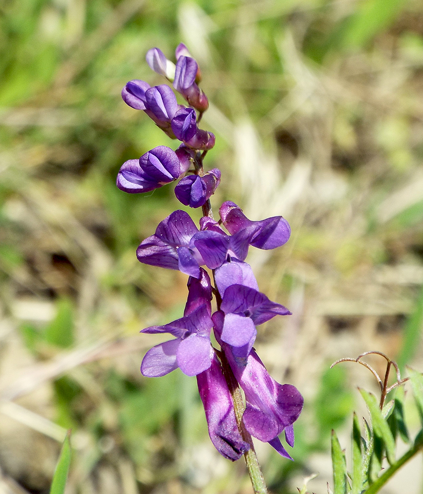 Image of Vicia varia specimen.