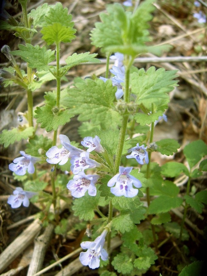 Image of Glechoma hederacea specimen.