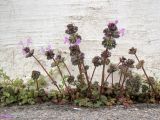 Lamium amplexicaule