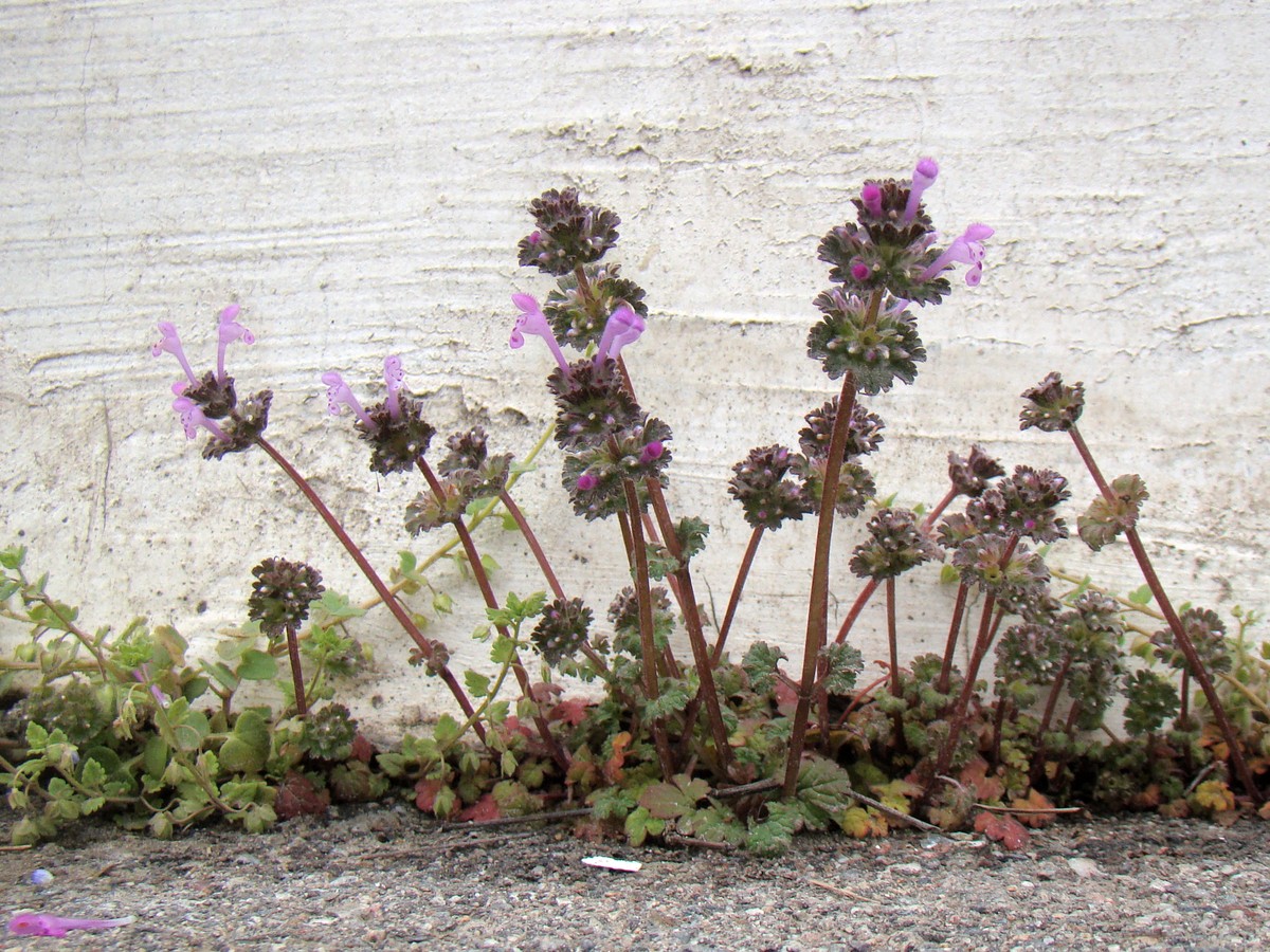 Image of Lamium amplexicaule specimen.