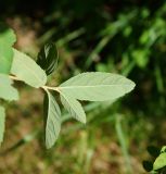 Spiraea × billardii. Листья (вид с нижней стороны). Восточный Казахстан, г. Усть-Каменогорск, Архитектурно-ландшафтный музей-заповедник, в культуре. 18.06.2017.
