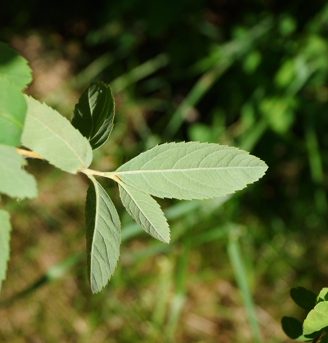 Image of Spiraea × billardii specimen.