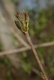 Acer platanoides. Верхушка побега с разворачивающимися листьями. Костромская обл., Костромской р-н, окр. пос. Козловы Горы, сероольшанник вдоль берега р. Волга. 07.05.2017.