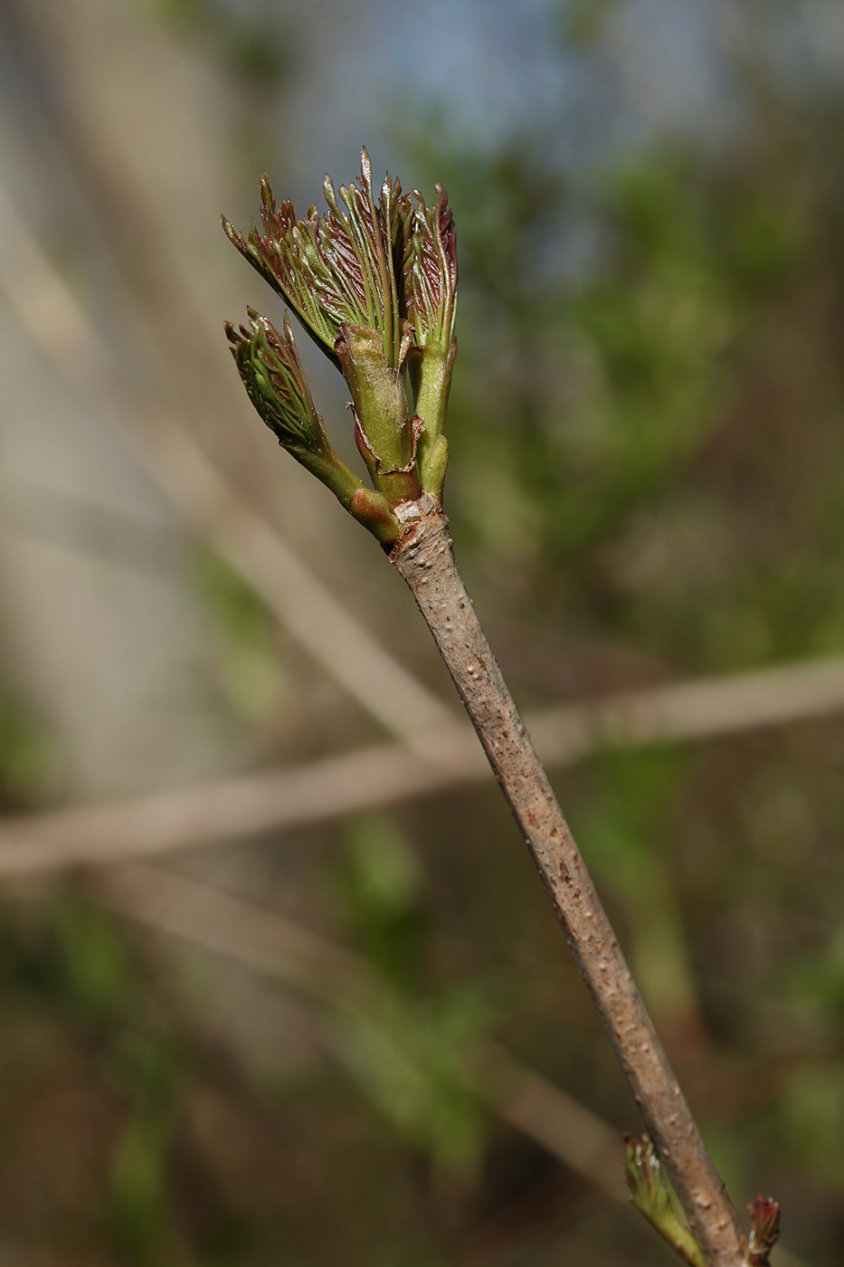 Изображение особи Acer platanoides.