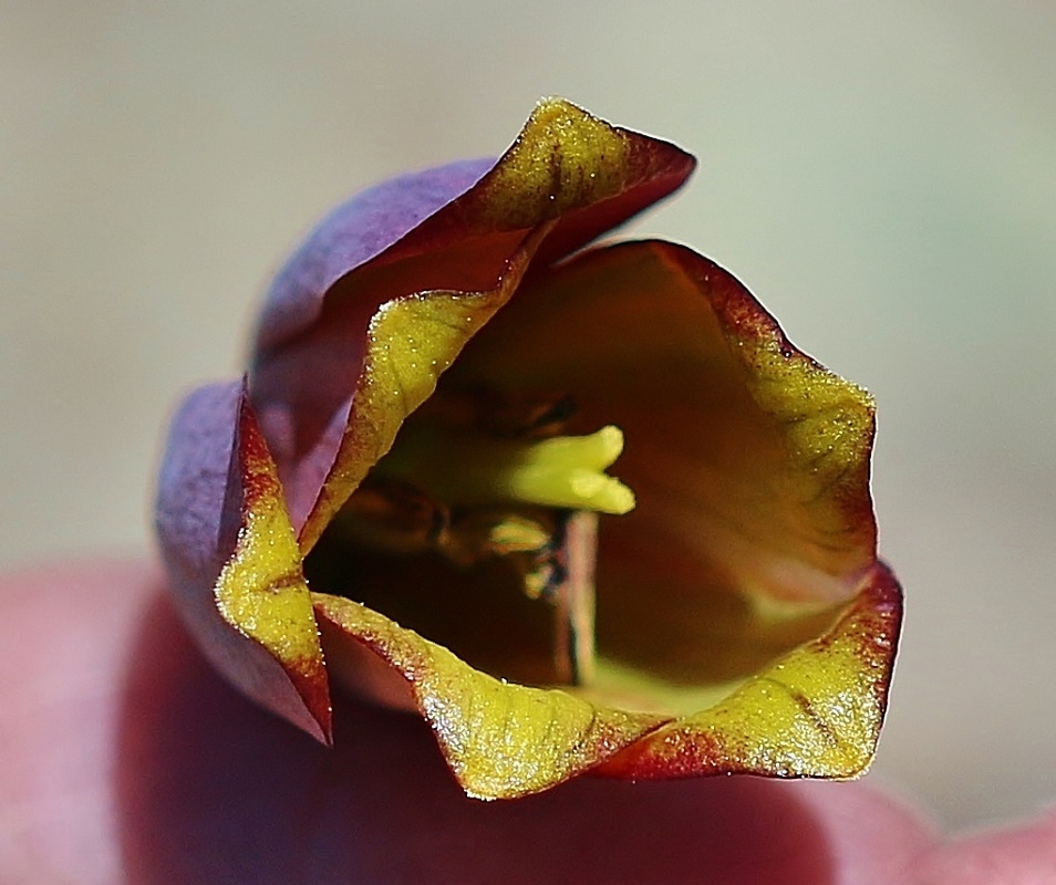 Изображение особи Fritillaria pinardii.