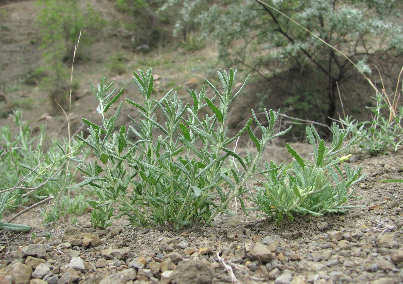 Изображение особи Teucrium capitatum.