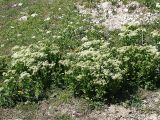 Cardaria draba