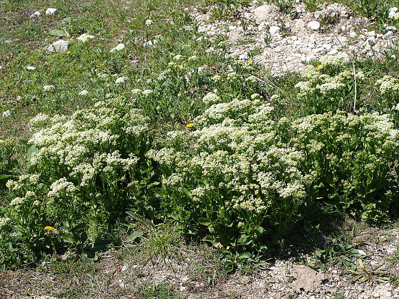 Image of Cardaria draba specimen.
