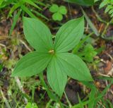 Paris quadrifolia. Верхушка вегетирующего растения (с 5 листьями в мутовке). Московская обл., Одинцовский р-н, Звенигородская биостанция МГУ, в ельнике. 19.05.2018.