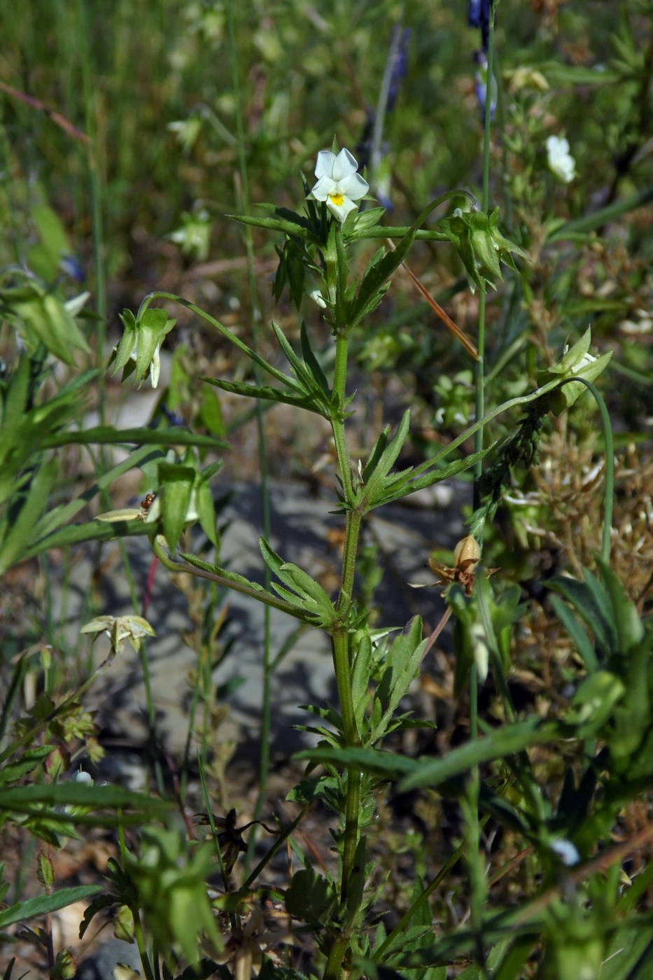 Image of Viola arvensis specimen.