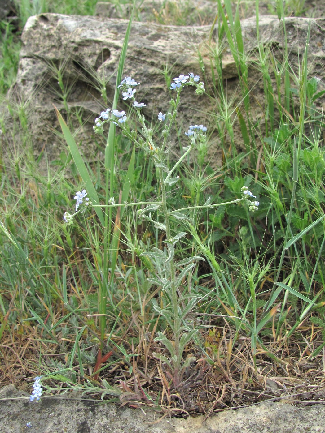 Image of Lappula barbata specimen.