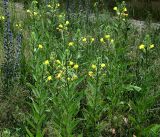 genus Oenothera. Цветушие растения. Владимирская обл., Ковровский р-н, окр. дер. Митино, обочина дороги в сосновом лесу. 30.06.2018.