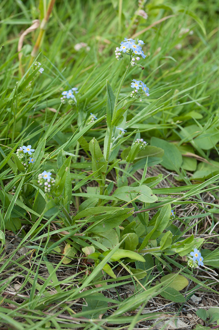 Изображение особи Myosotis lithuanica.