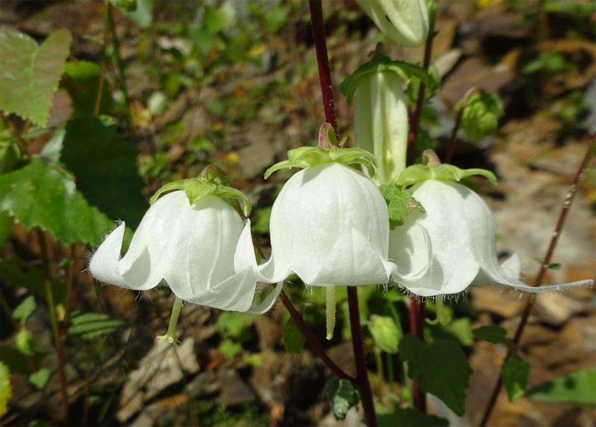 Image of Campanula leskovii specimen.