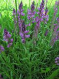Polygala vulgaris