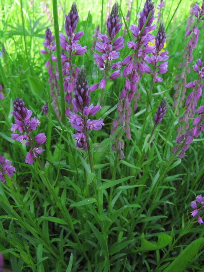 Image of Polygala vulgaris specimen.