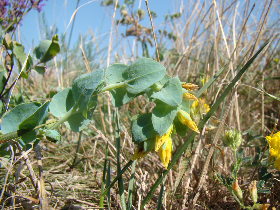 Изображение особи Cerinthe minor.