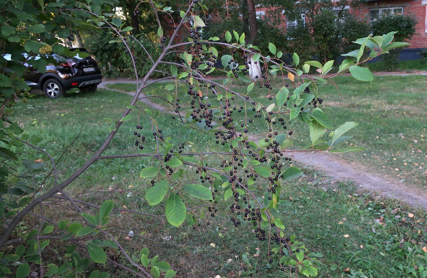 Image of Padus virginiana specimen.