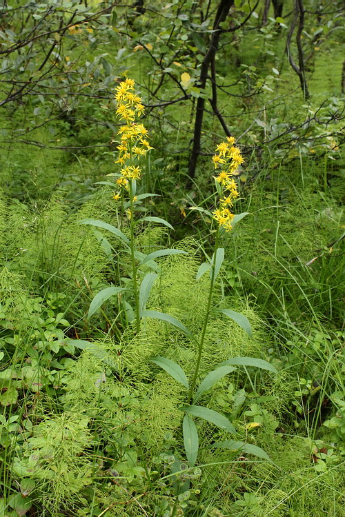 Image of Solidago virgaurea ssp. lapponica specimen.