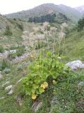 Valeriana tiliifolia. Плодоносящее растение. Кабардино-Балкария, Эльбрусский р-н, долина р. Ирик, ок. 2200 м н.у.м., субальпийский луг. 06.08.2018.