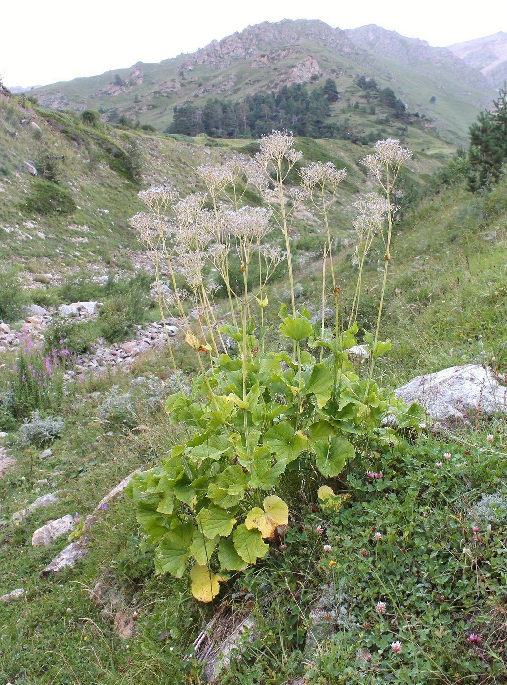 Image of Valeriana tiliifolia specimen.