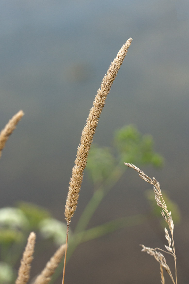 Image of Koeleria grandis specimen.