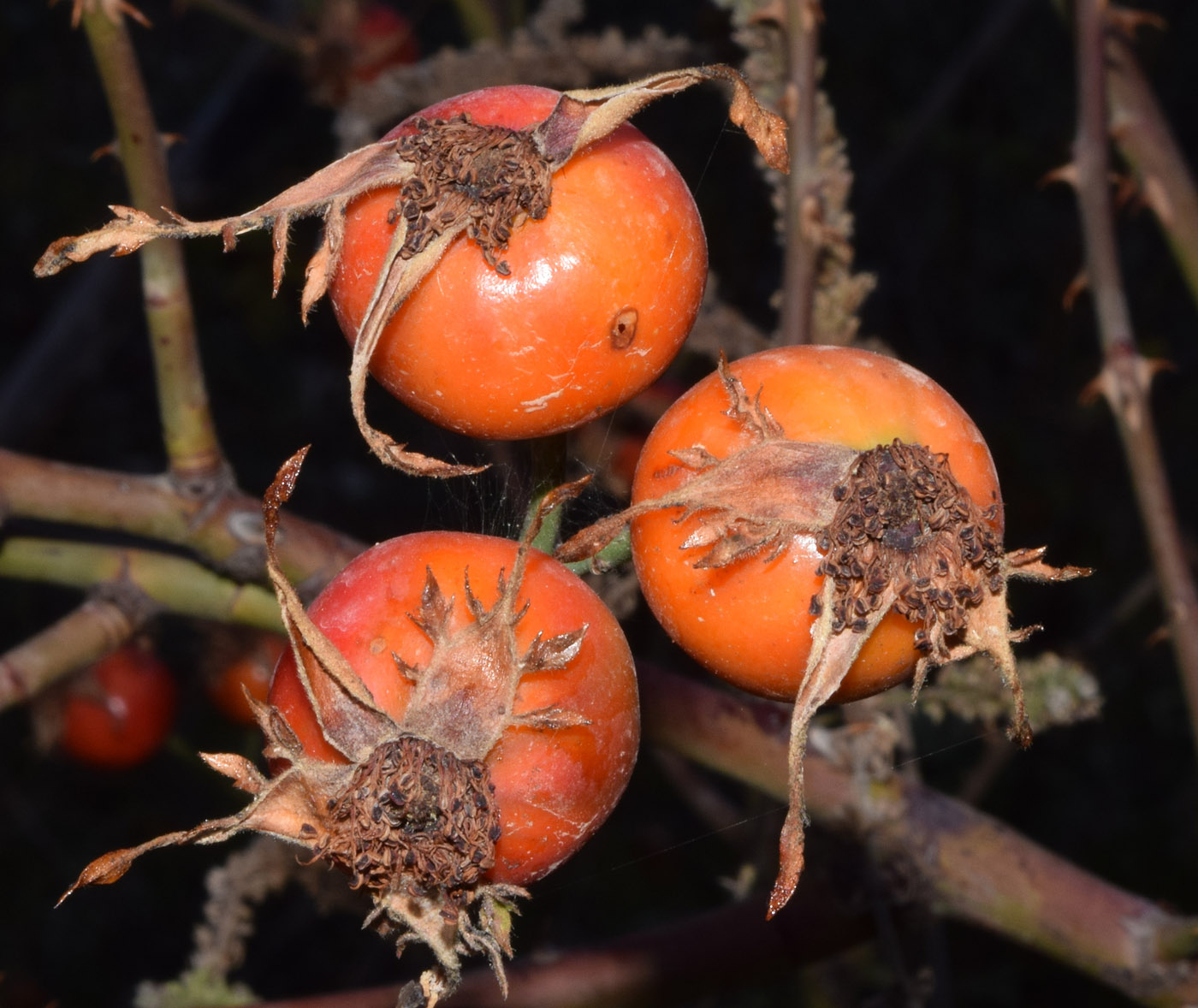 Image of Rosa canina specimen.