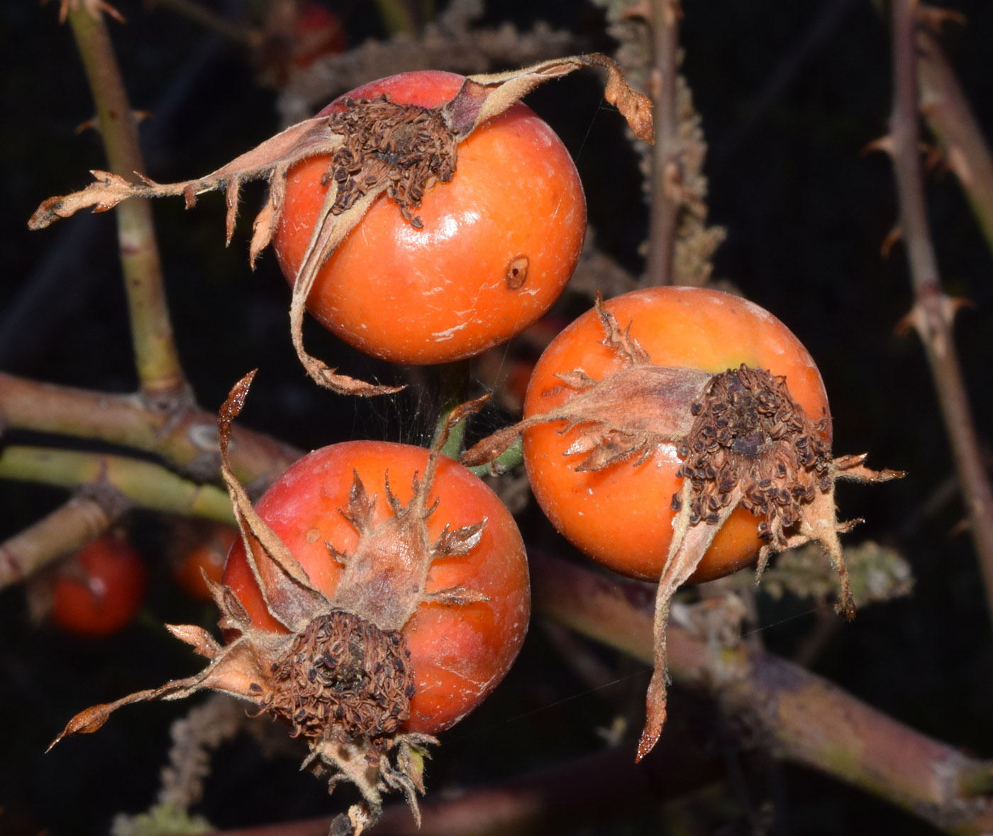 Изображение особи Rosa canina.