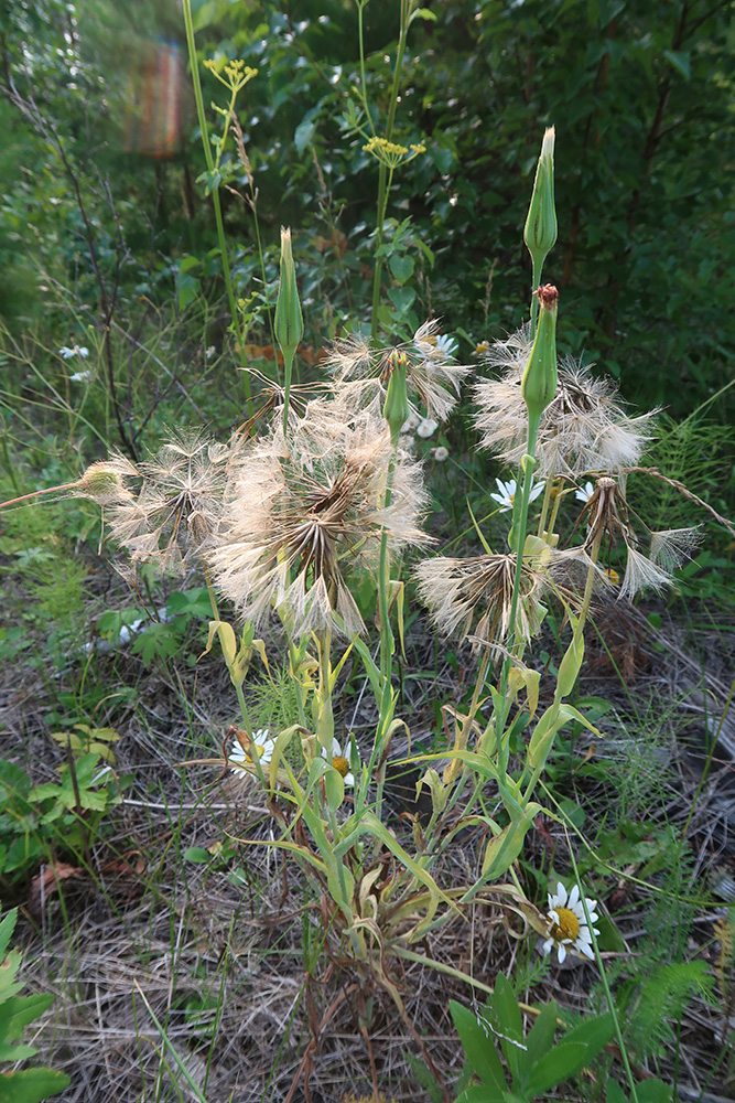 Изображение особи Tragopogon sibiricus.