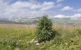 Sorbus aucuparia. Молодое дерево. Адыгея, Кавказский биосферный заповедник, Азишский перевал, ≈ 2000 м н.у.м., субальпийский луг, одинокое дерево выше верхней границы леса. 28.07.2018.