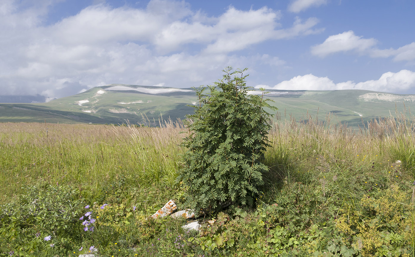 Image of Sorbus aucuparia specimen.