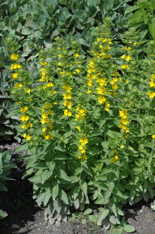 Изображение особи Lysimachia punctata.