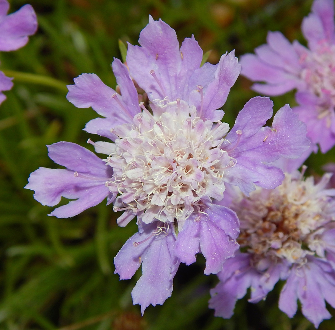 Image of Lomelosia graminifolia specimen.