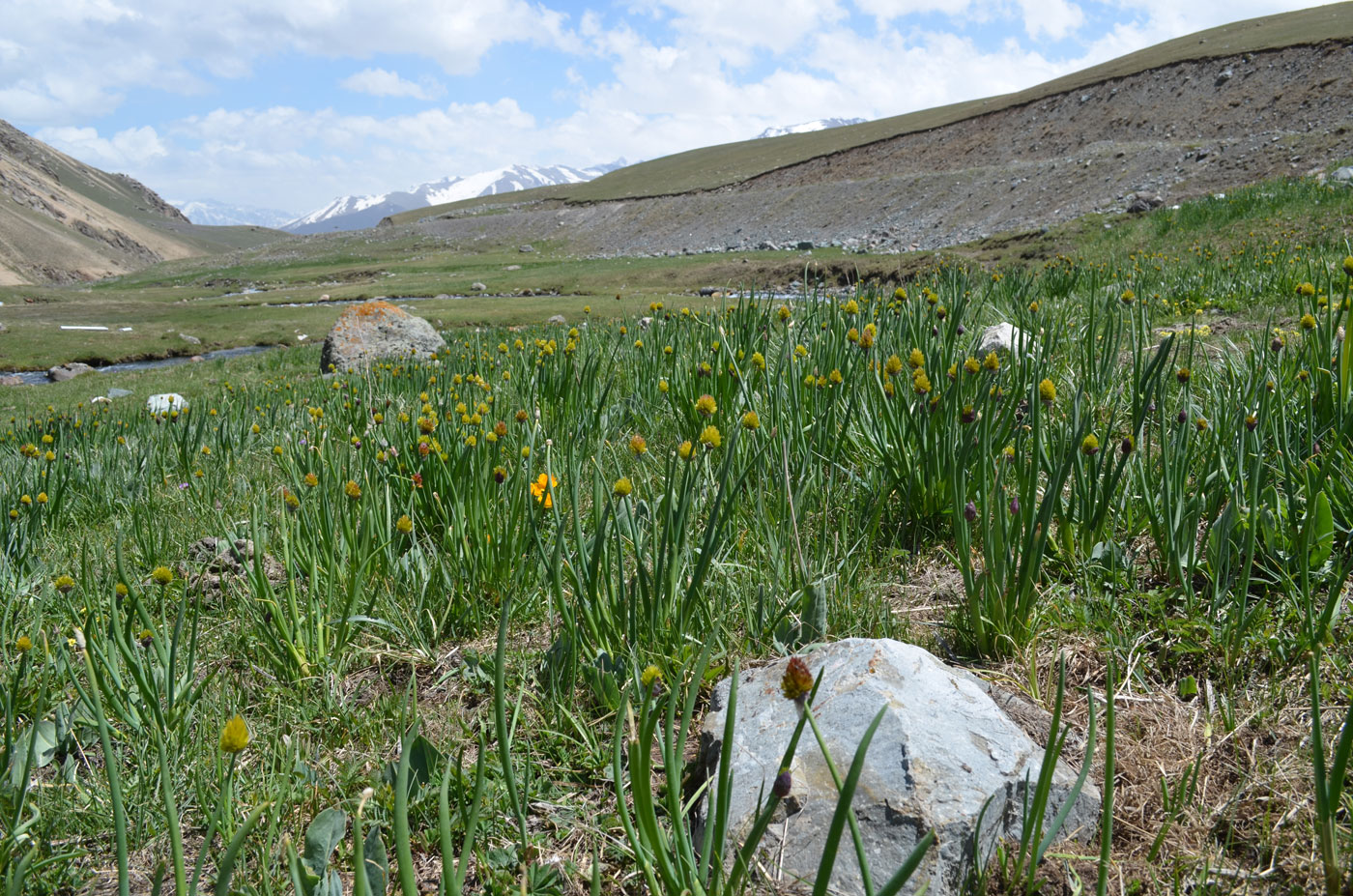 Image of Allium fedtschenkoanum specimen.