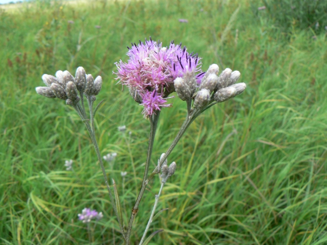 Изображение особи Saussurea amurensis.