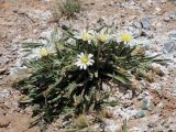 Taraxacum candidatum